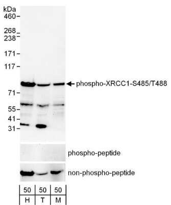 Western Blot: XRCC1 [p Ser485, p Thr488] Antibody [NB100-541]